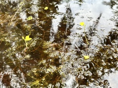 Utricularia gibba