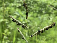 Poaceae