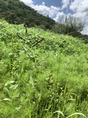 Poaceae