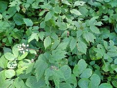 Actaea rubra neglecta