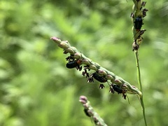 Poaceae