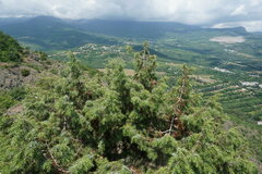 Juniperus deltoides