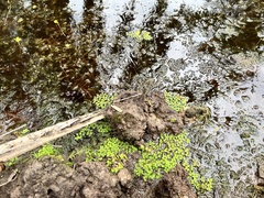 Salvinia molesta