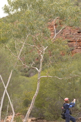 Eucalyptus camaldulensis arida