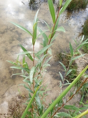 Salix alba