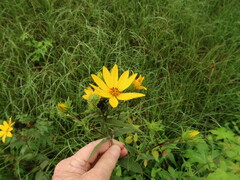Helianthus hirsutus