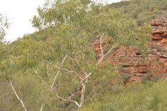 Eucalyptus camaldulensis arida