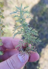 Artemisia macrantha
