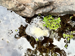 Salvinia molesta