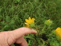 Helianthus hirsutus