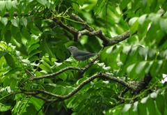 Thraupis sayaca