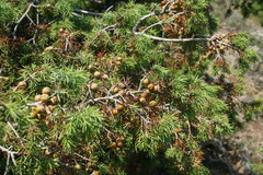Juniperus deltoides