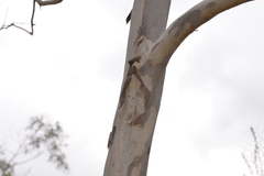 Eucalyptus camaldulensis arida