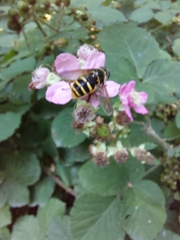 Sericomyia silentis