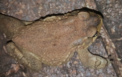 Sclerophrys capensis