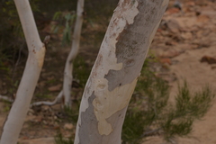 Eucalyptus camaldulensis arida