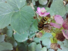 Sericomyia silentis