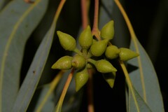 Eucalyptus camaldulensis arida