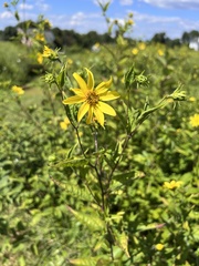 Helianthus divaricatus