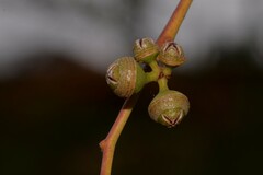 Eucalyptus camaldulensis arida