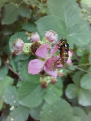 Sericomyia silentis