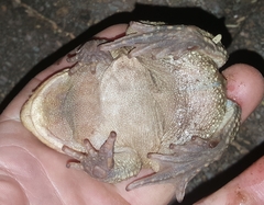 Sclerophrys capensis