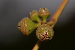 Eucalyptus camaldulensis arida