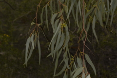 Eucalyptus camaldulensis arida
