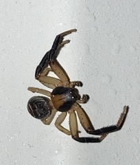 Xysticus texanus