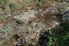 Dianthus marschallii