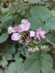 Sericomyia silentis