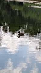 Anas platyrhynchos