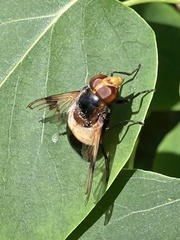 Volucella pellucens