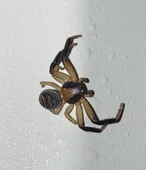 Xysticus texanus