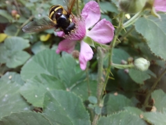 Sericomyia silentis