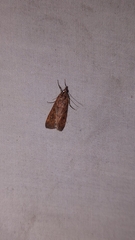 Achyra affinitalis