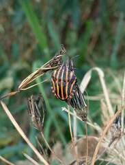 Graphosoma italicum