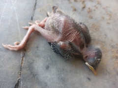 Acridotheres tristis
