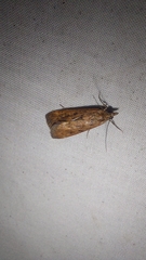 Achyra affinitalis