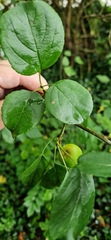 Malus sylvestris