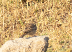 Emberiza hortulana
