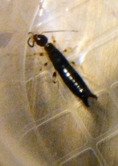 Euborellia annulipes