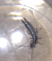 Euborellia annulipes