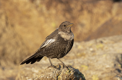 Turdus torquatus