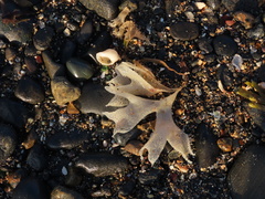 Chondrus crispus