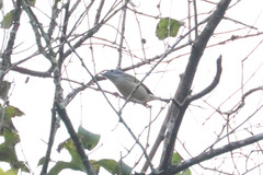 Pteruthius aeralatus ricketti