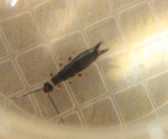 Euborellia annulipes