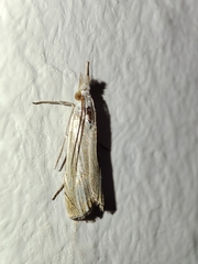 Metacrambus pallidellus