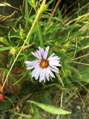 Symphyotrichum novi-belgii