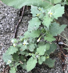 Solanum nigrum